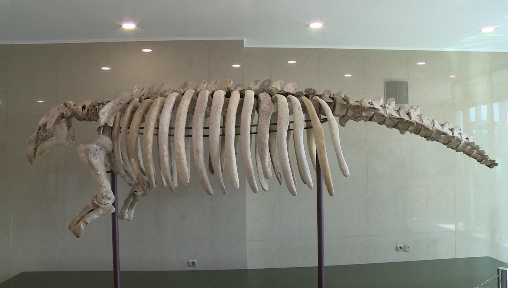 анаконда в музее санкт-петербург. анаконда в зоологическом музее. зоологический музей санкт-петербург. скелет стеллерова корова зоологическом музее. вымершее морское животное в зоологическом музее.